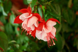 fuschia - free reuse
